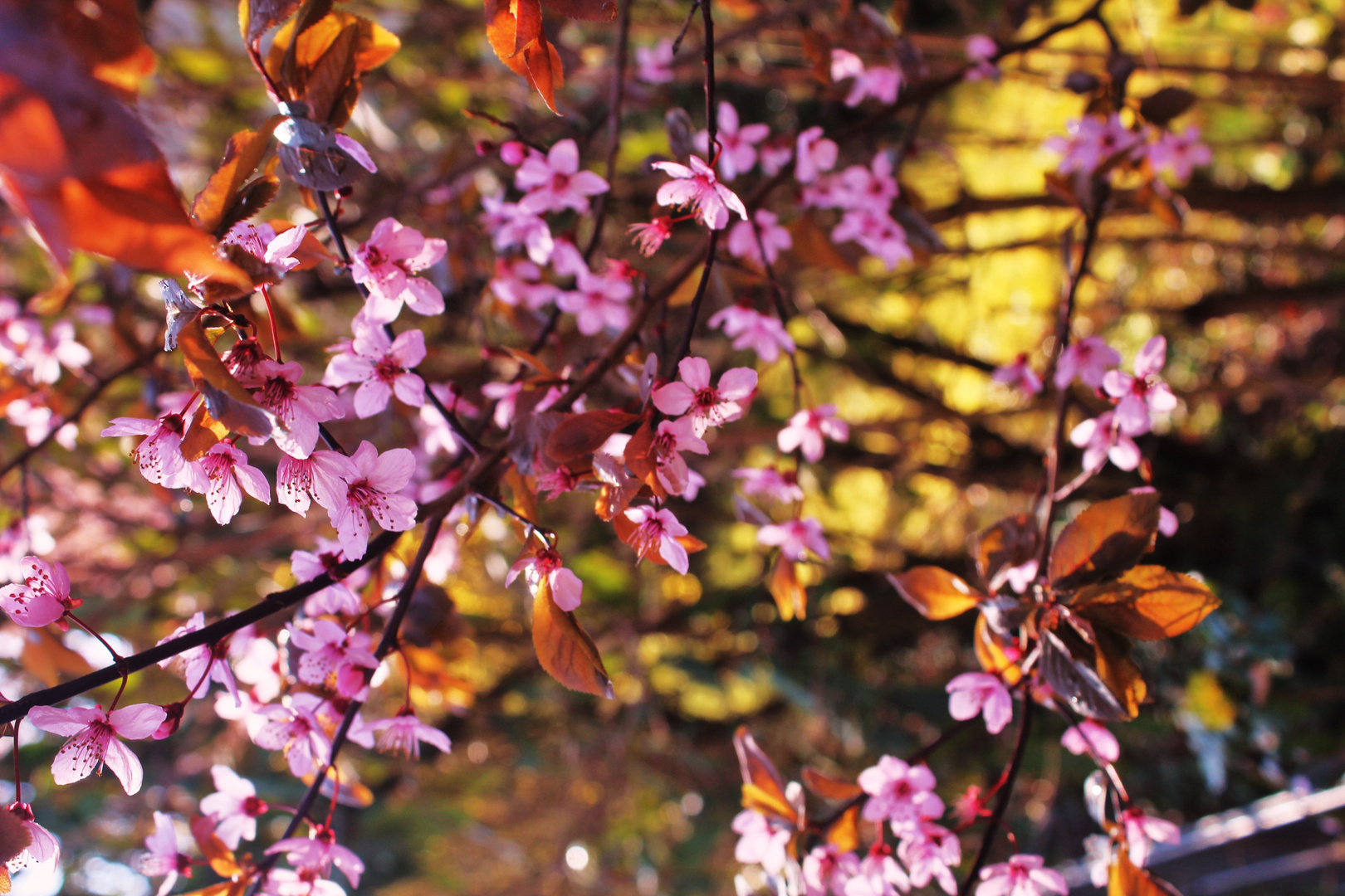 Beginnender Frühling 10