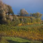 beginnender Herbst im Weinland