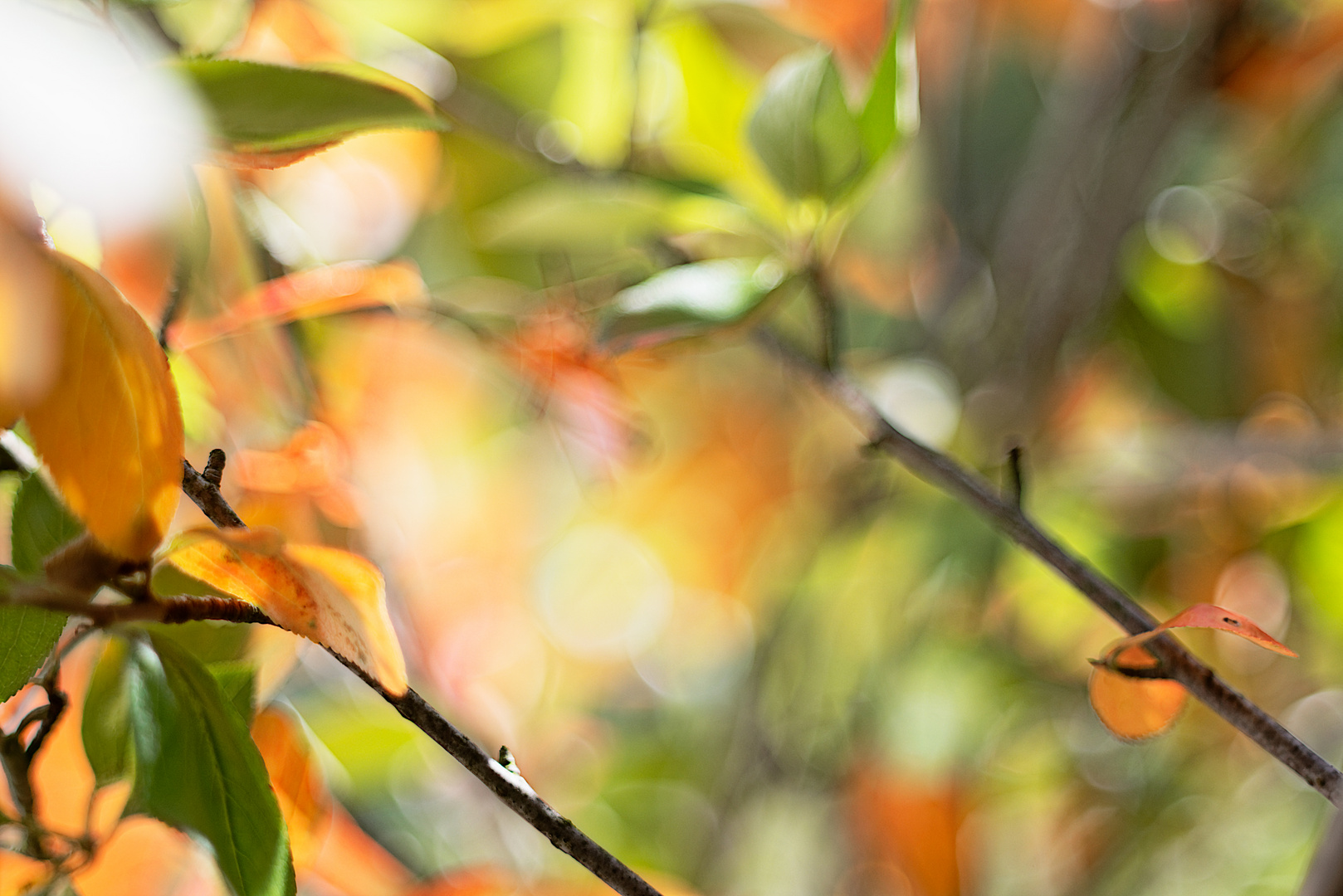 Beginnender Herbst in der Aronia