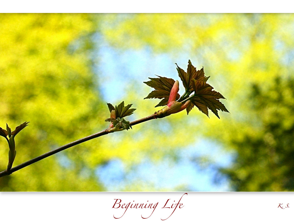 | Beginning Life |
