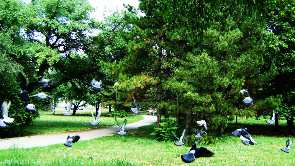 Beginning my reign as a pigeon...