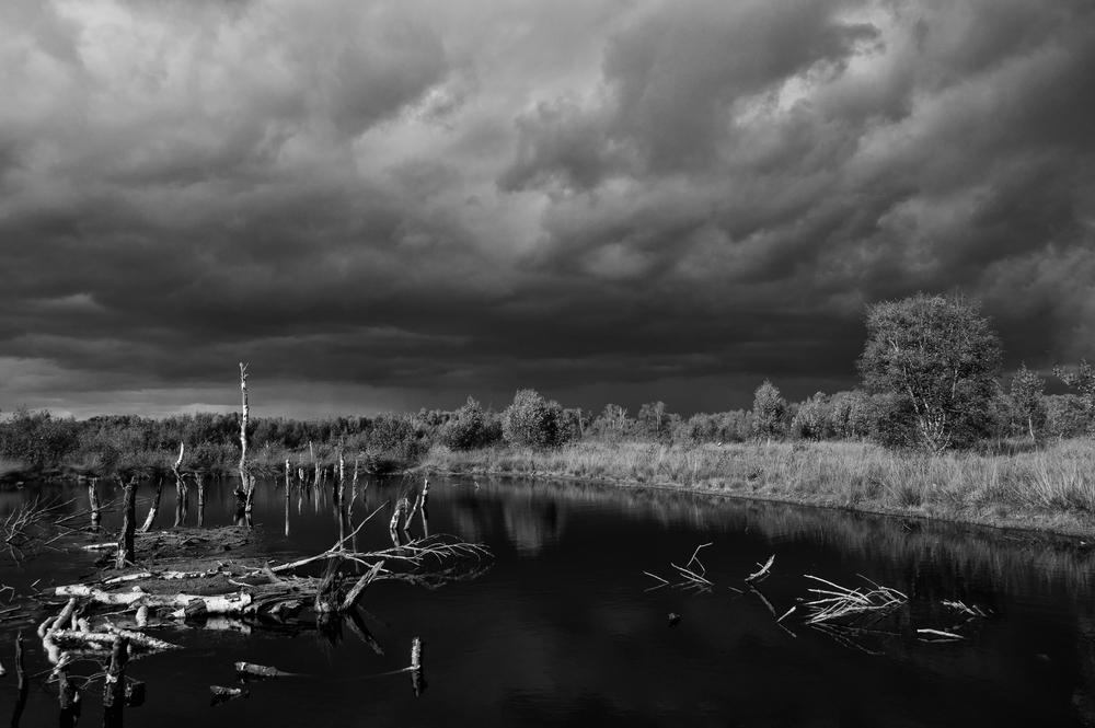 Beginning of autumn in the bog