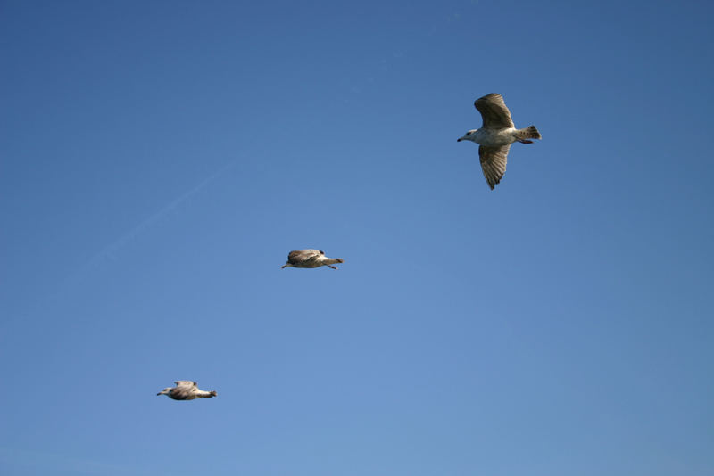 Begleiter auf dem Meer