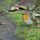 Begleiter im Garten