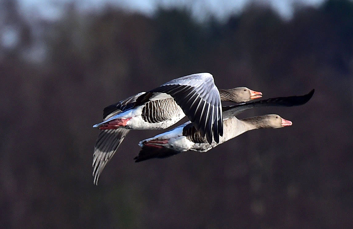 Begleitflug