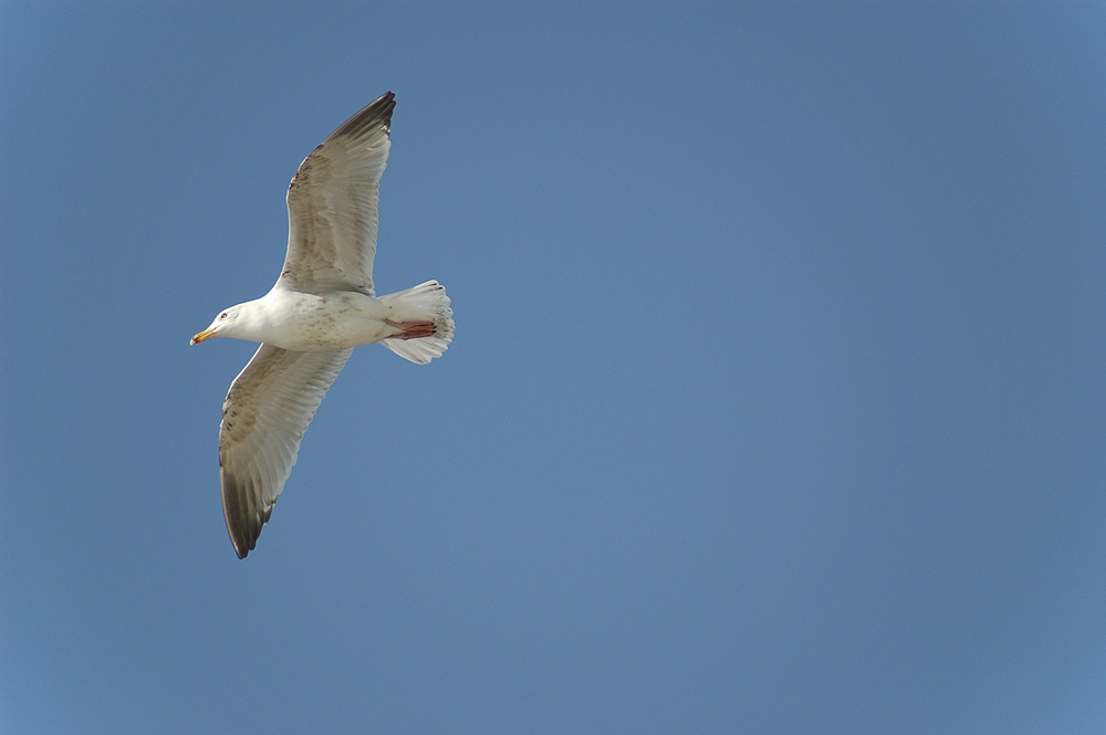 Begleitflug