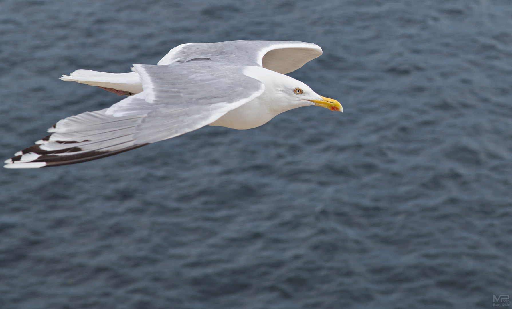 (Be)gleitflug I