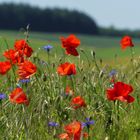 Begleitpflanzen im Kornfeld