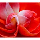 Begonia-4