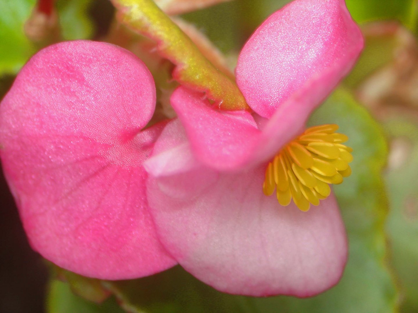 begonia