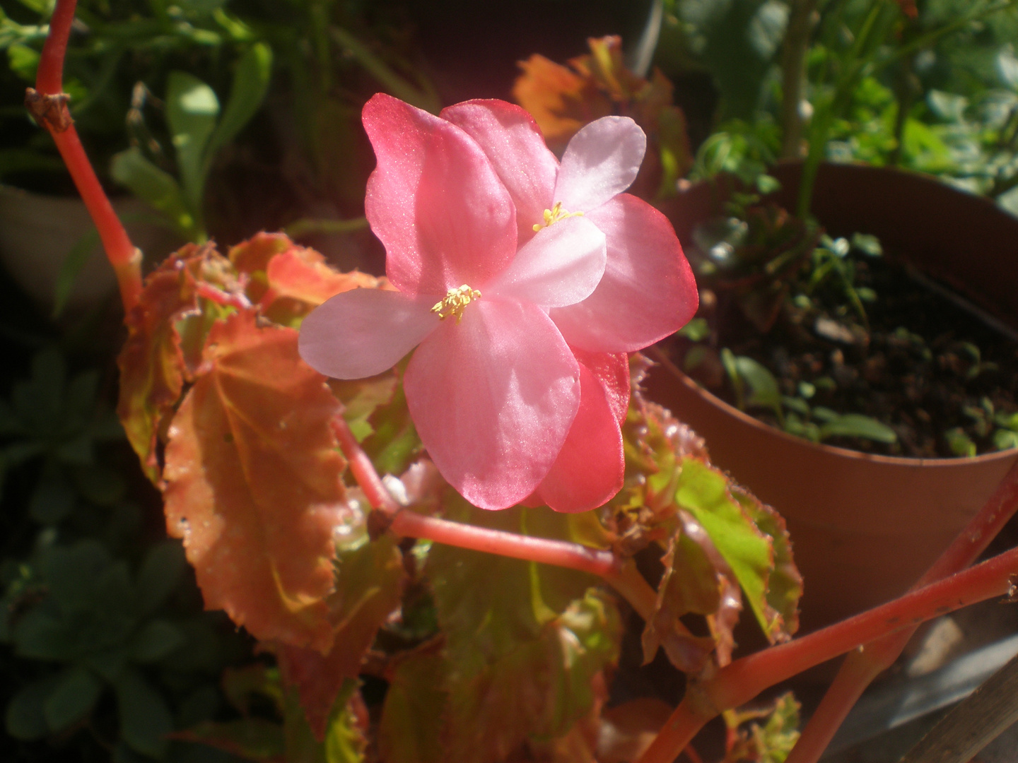 Begonia.