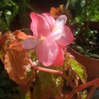 Begonia.