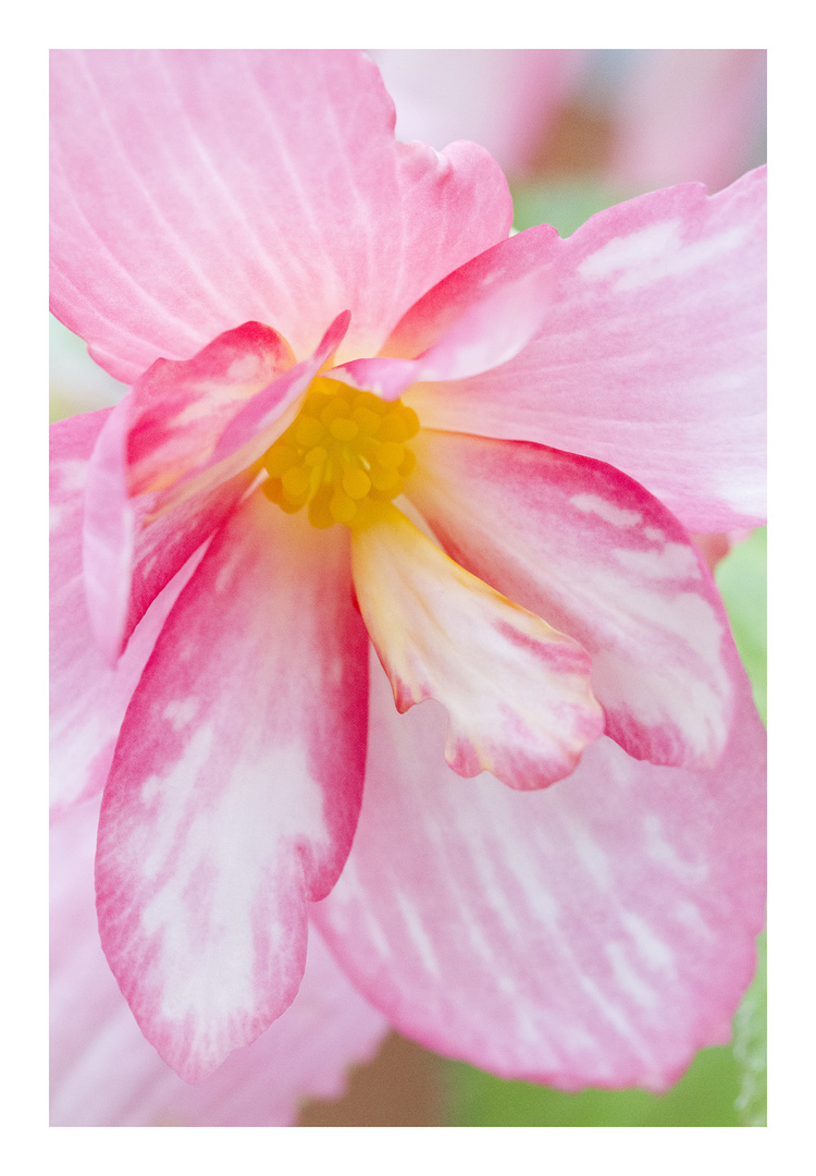 Begonia-6