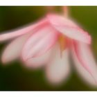 Begonia