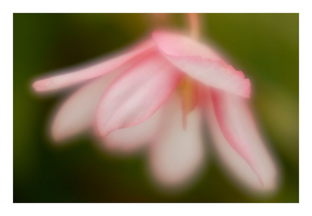 Begonia