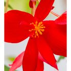 Begonia-7