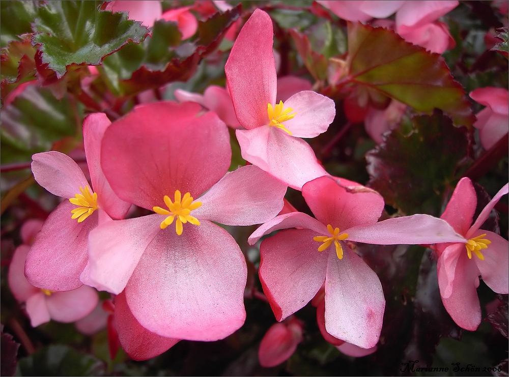 *Begonia*