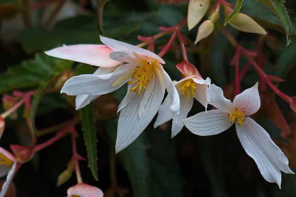 Begonia