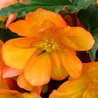 Begonia