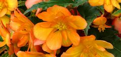 Begonia