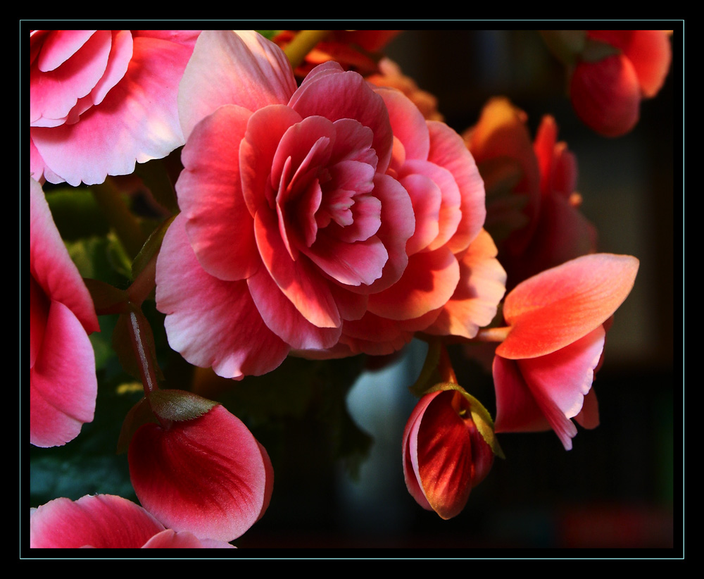 Begonia at my home