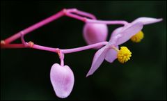 Begonia