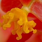 Begonia bambusiformis