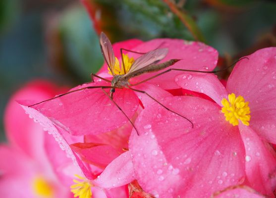Bégonia Big et sa bestiole