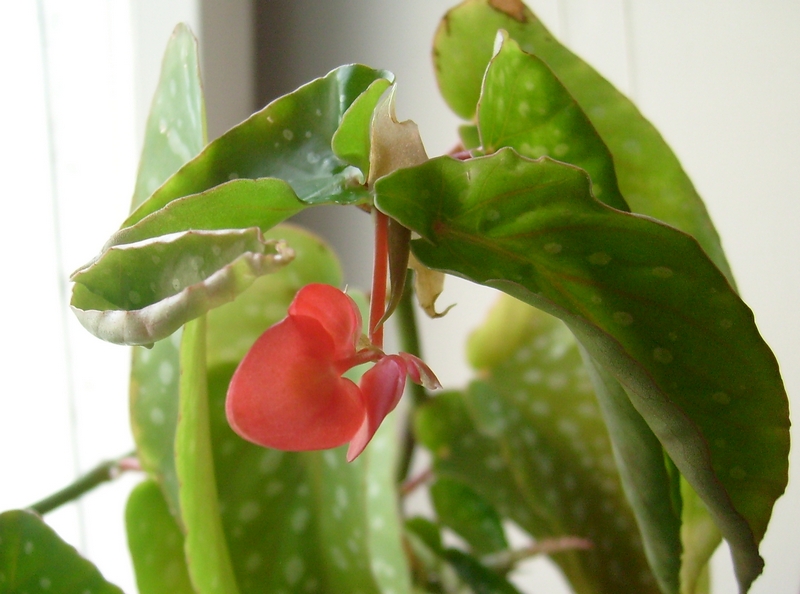 Begonia 'Billie Jean'