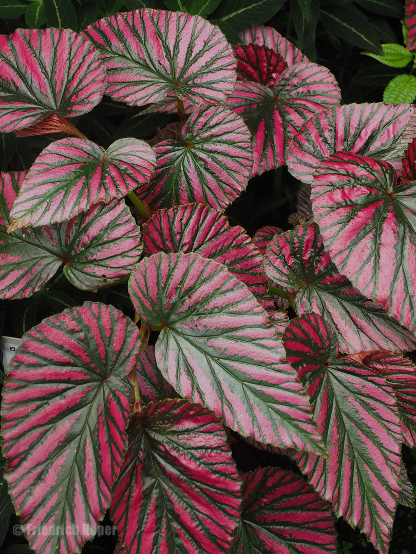 begonia brevirimosa