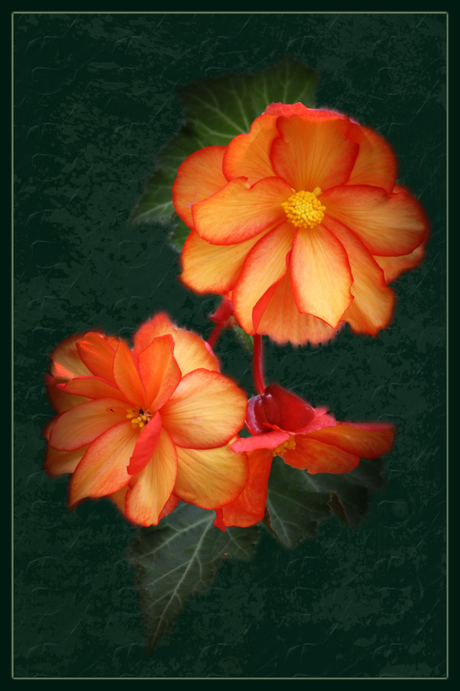 Begonia