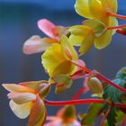 Begonia colors