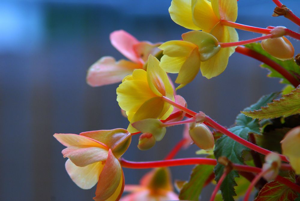 Begonia colors