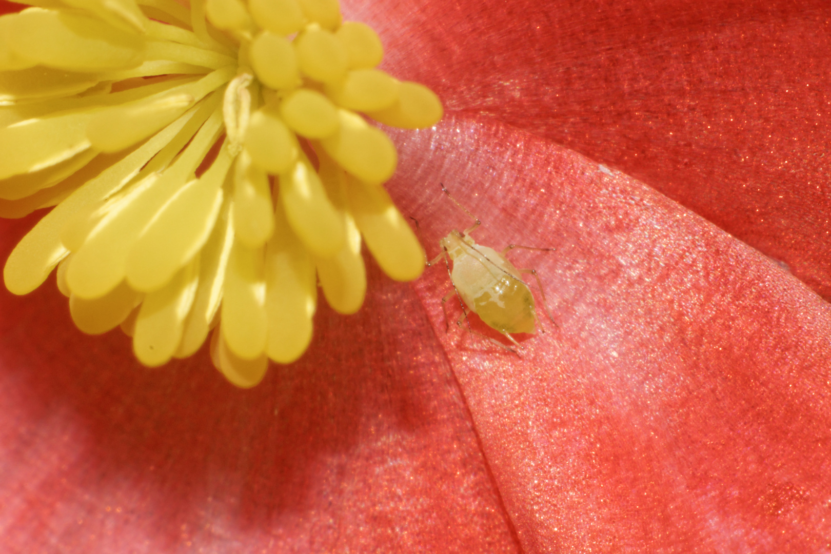 Begonia con ospite