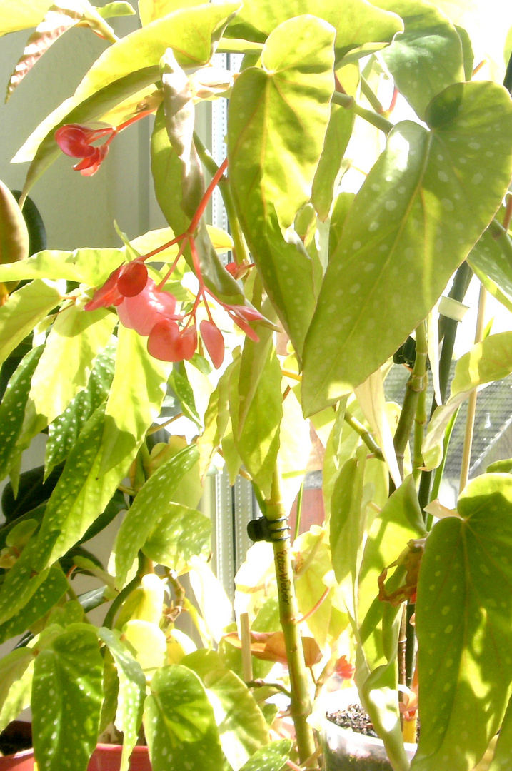 Begonia corallina Foto & Bild pflanzen, pilze & flechten
