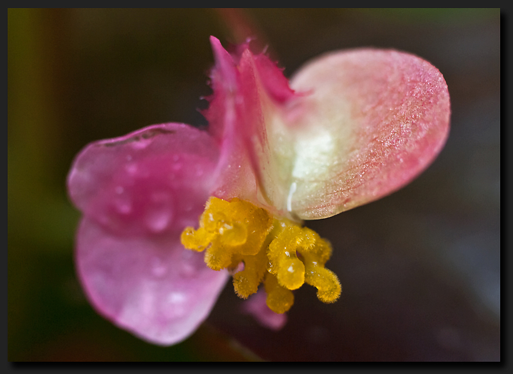 Begonia corallina