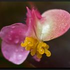 Begonia corallina