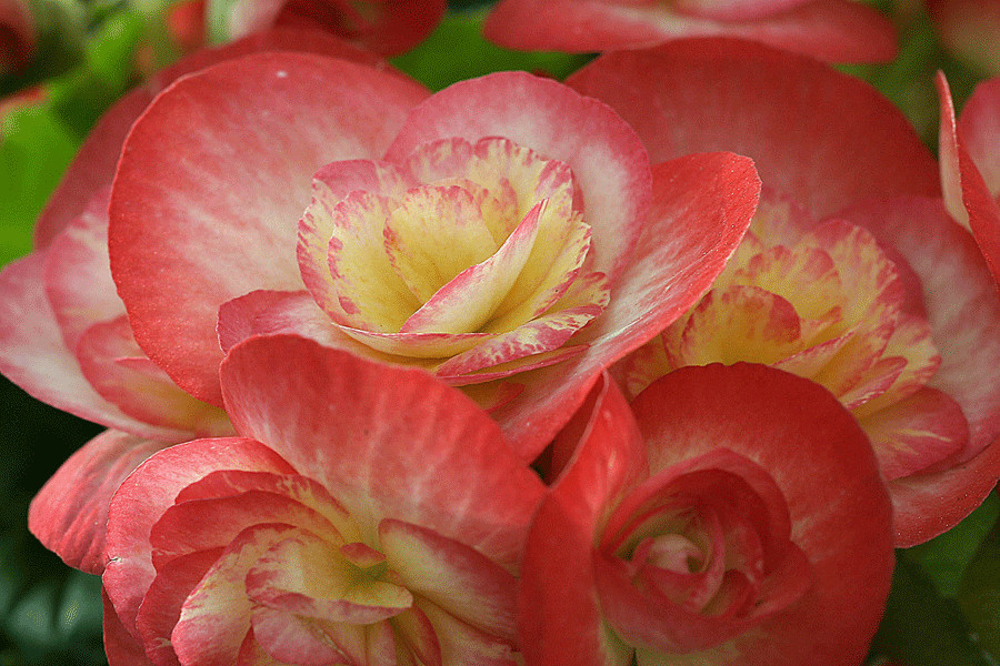 Begonia eliator