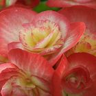 Begonia eliator