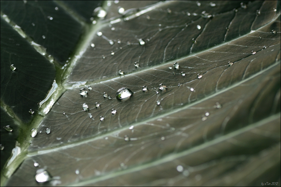 Begonia Epipsila