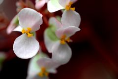 Begonia heracleicotyle