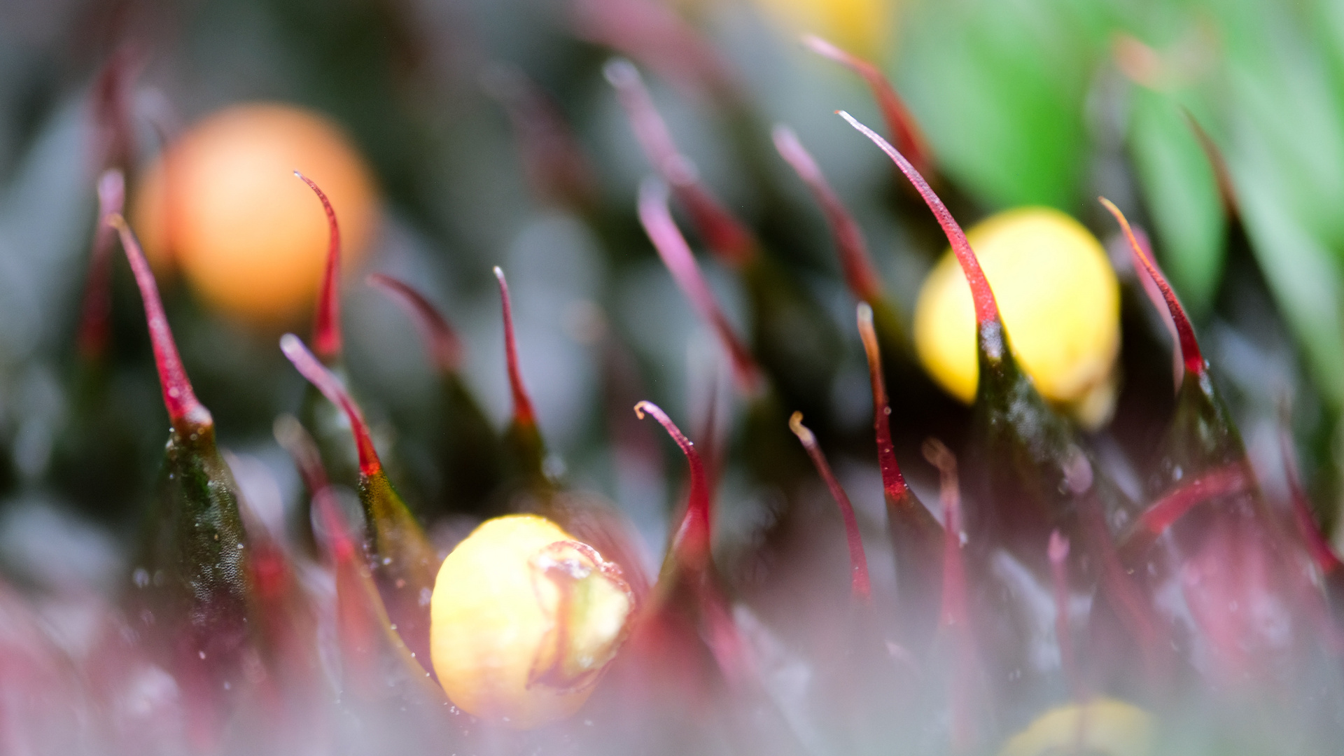 Begonia masoniana