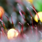 Begonia masoniana