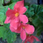 Begonia nana