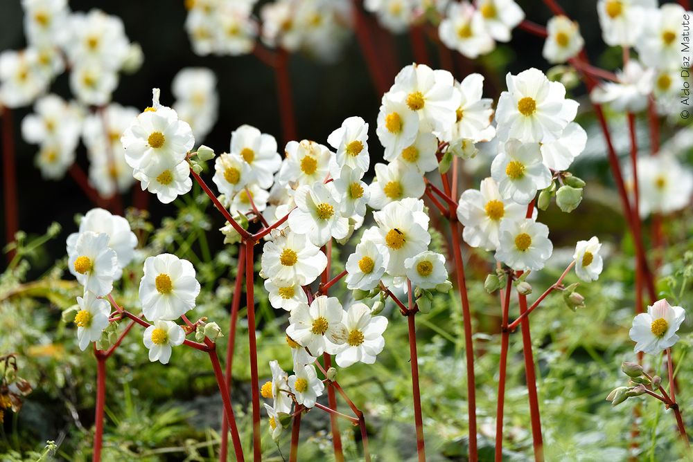 Begonia octopetala