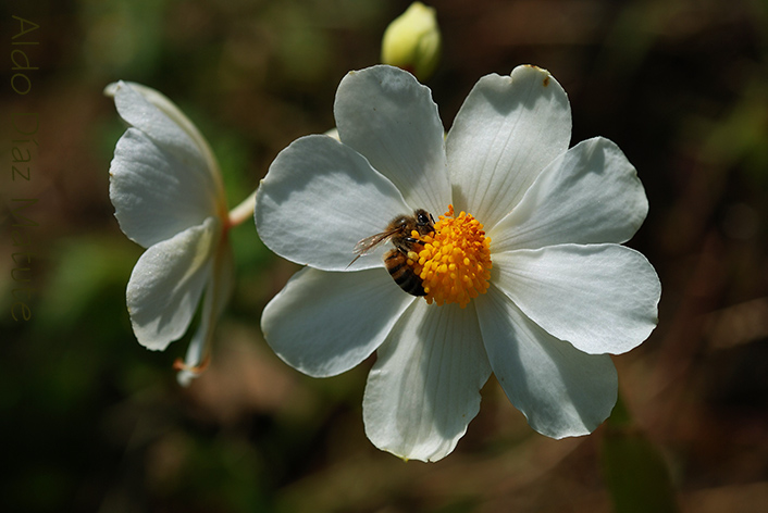 Begonia octopetala