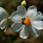 Begonia octopetala