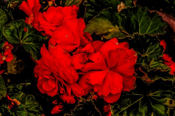 Begonia red close up 2025