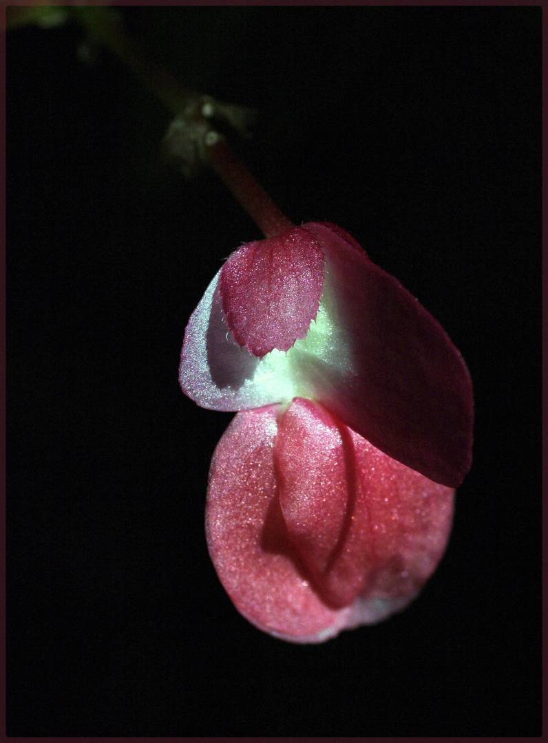 Begonia semperflorens