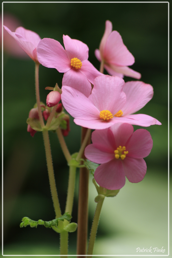 Begonia Socotrana